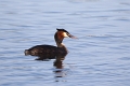 Grebe huppe-03
